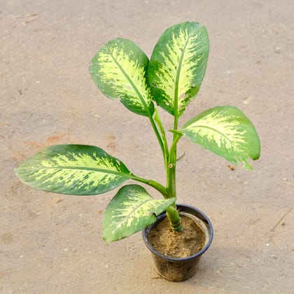 Buy Dieffenbachia in 8 Inch Nursery Pot Online | Urvann.com