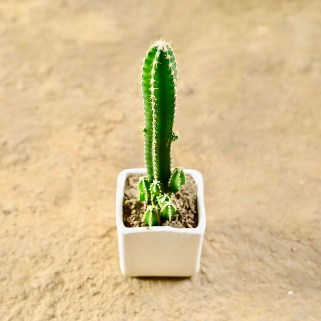 Fairy Castle Cactus in 3 Inch Classy White Square Shaped Ceramic Pot