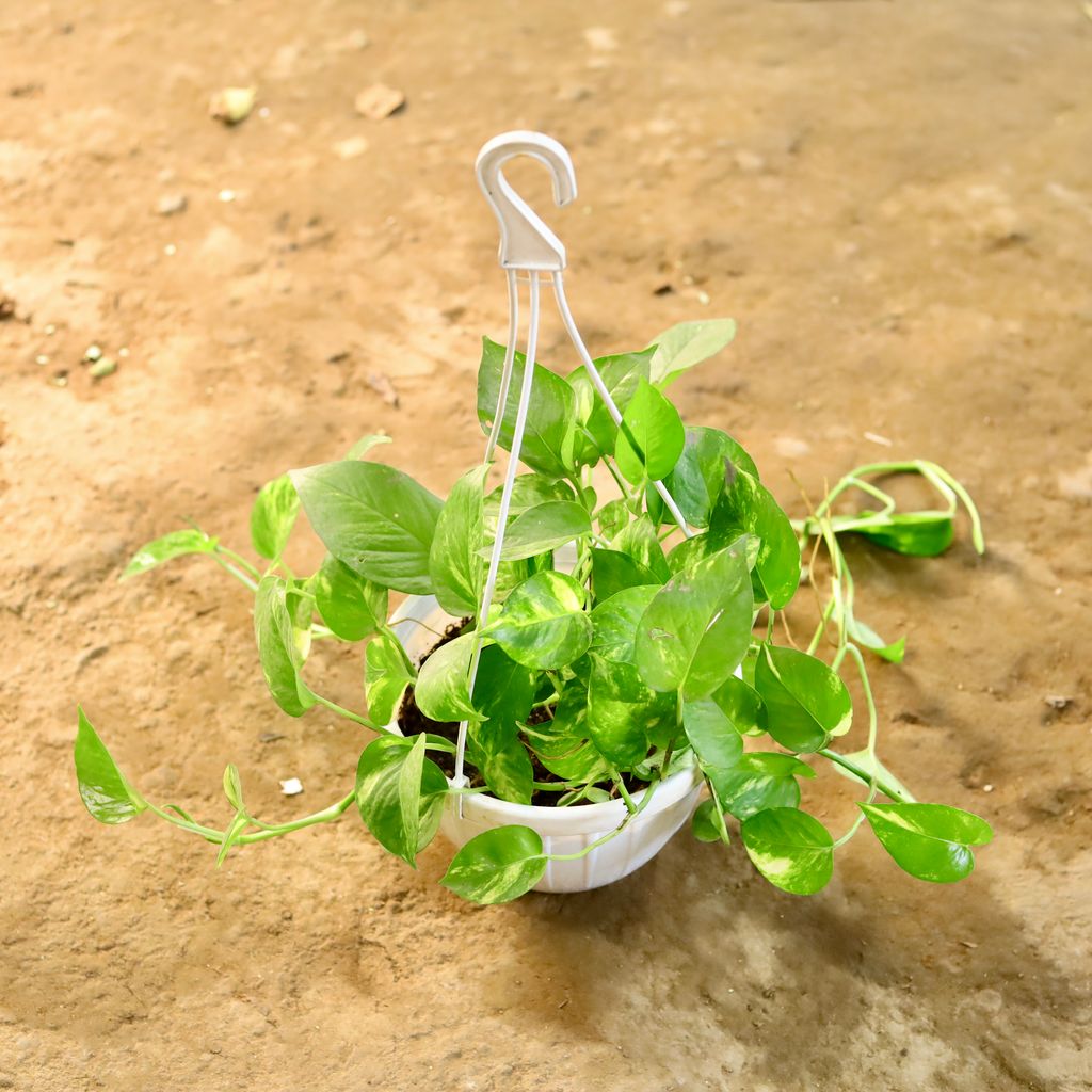 Money Plant Green in 8 Inch Hanging Basket