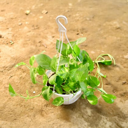 Buy Money Plant Green in 8 Inch Hanging Basket Online | Urvann.com