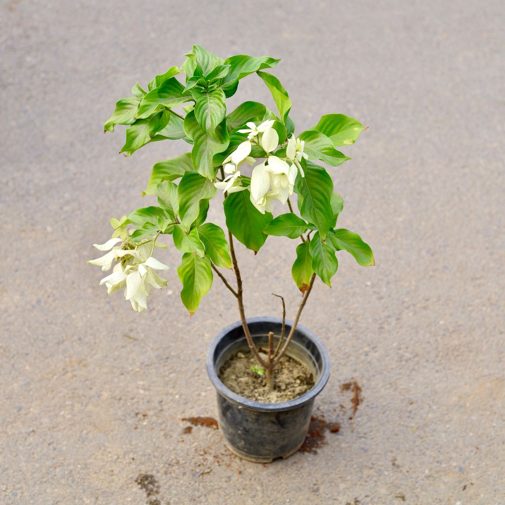 Mussaenda White in 8 Inch Nursery Pot