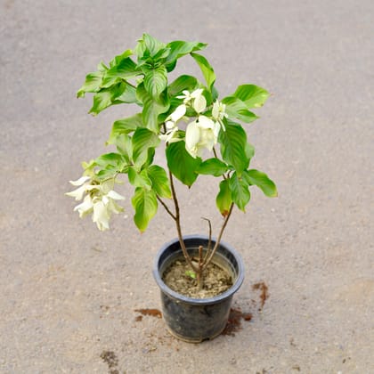 Buy Mussaenda White in 8 Inch Nursery Pot Online | Urvann.com