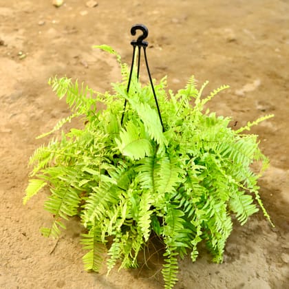 Buy Golden Fern in 8 Inch Hanging Basket Online | Urvann.com