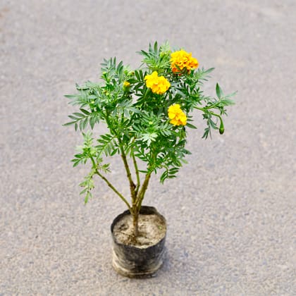 Buy Marigold / Genda (Any Colour) in 5 Inch Nursery Bag Online | Urvann.com