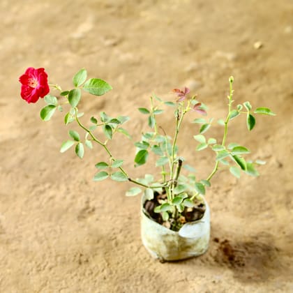 Buy Rose Desi (Any Colour) in 5 Inch Nursery Bag Online | Urvann.com