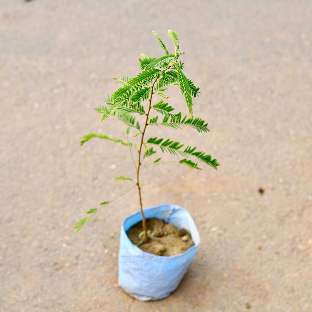 Amla in 6 Inch Nursery Bag