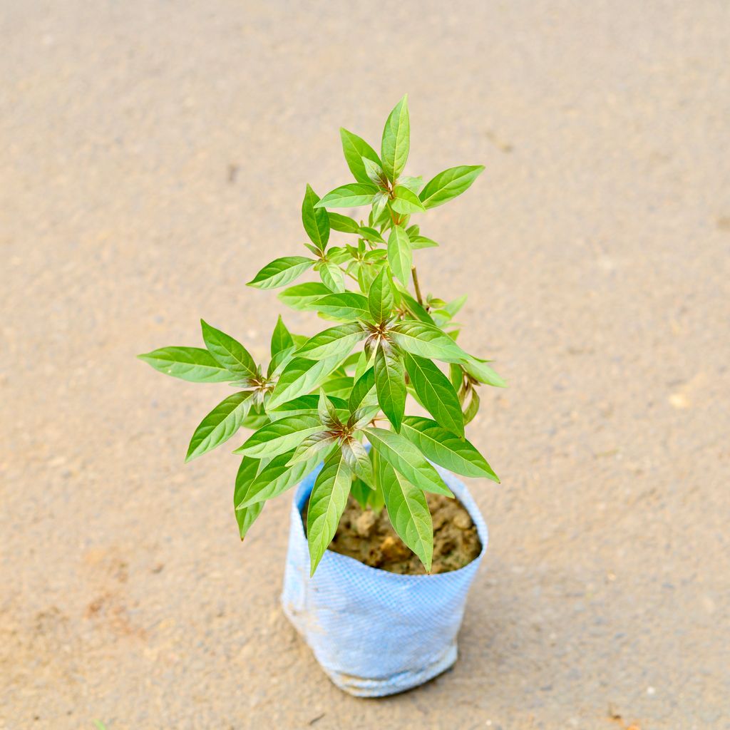 Hamelia (Any Colour) in 6 Inch Nursery Bag