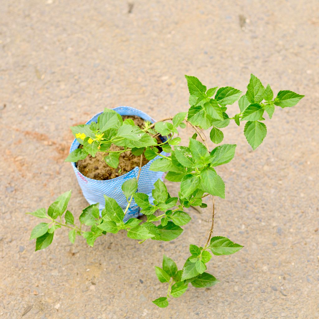 Lantana in 6 Inch Nursery Bag