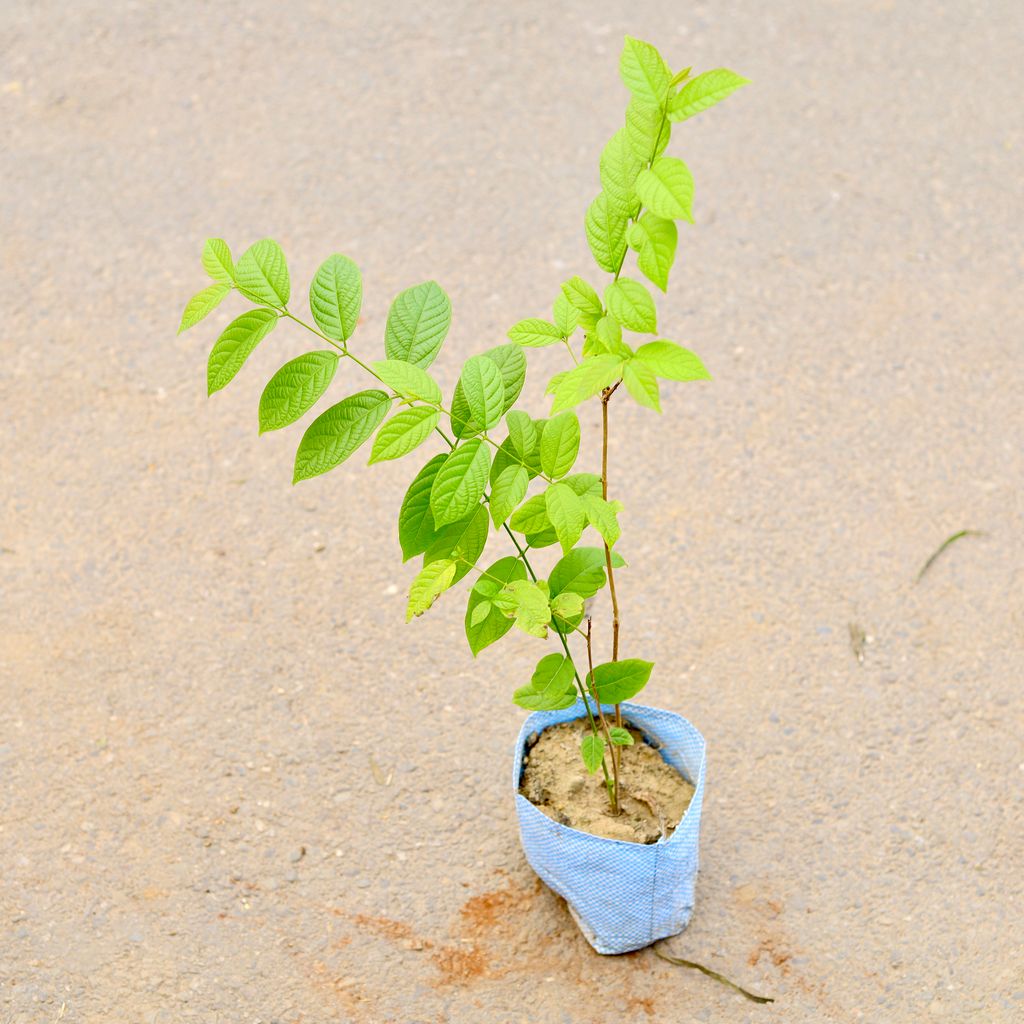 Madhu Malti / Rangoon Creeper (Any Colour) in 6 Inch Nursery Bag