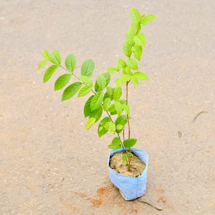 Buy Madhu Malti / Rangoon Creeper (Any Colour) in 6 Inch Nursery Bag Online | Urvann.com