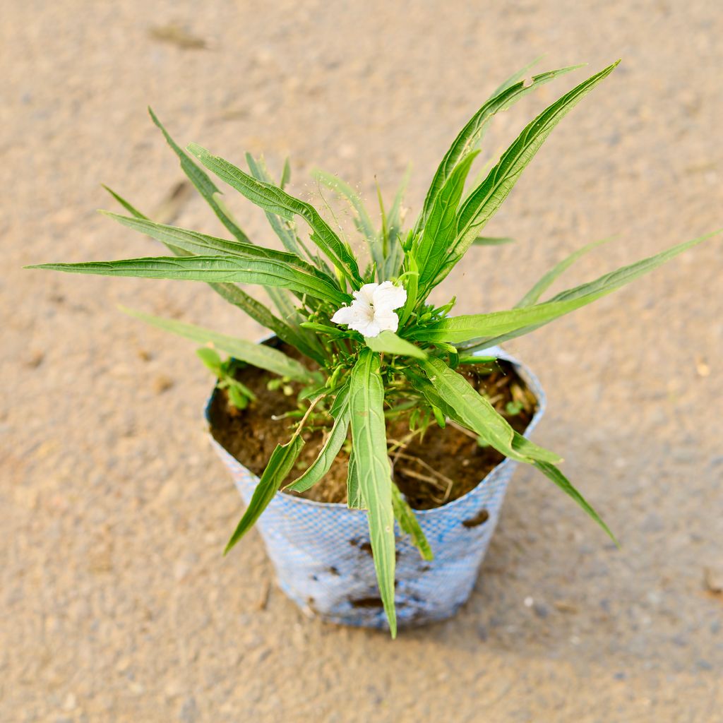 Ruellia (Any Colour) in 6 Inch Nursery Bag