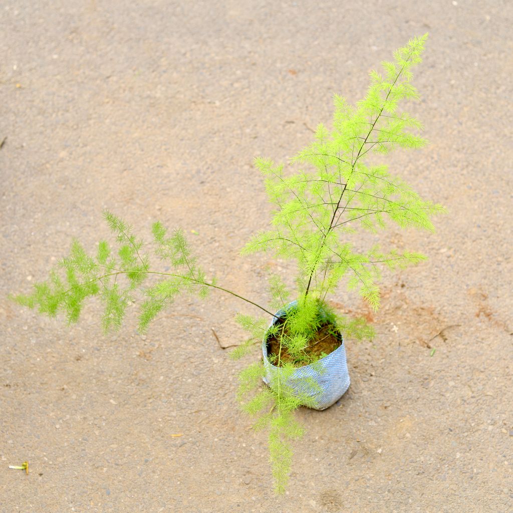 Shatavari / Asparagus Racemosus in 6 Inch Nursery Bag