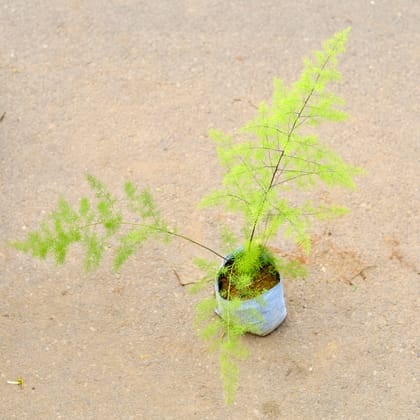 Buy Shatavari / Asparagus Racemosus in 6 Inch Nursery Bag Online | Urvann.com