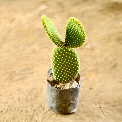 Buy Bunny Ear Cactus in 4 Inch Nursery Bag Online | Urvann.com