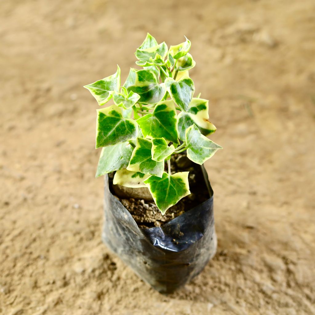 English Ivy in 4 Inch Nursery Bag