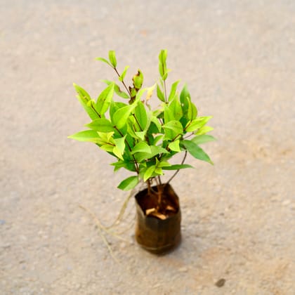 Buy Ficus Christina in 4 Inch Nursery Bag Online | Urvann.com