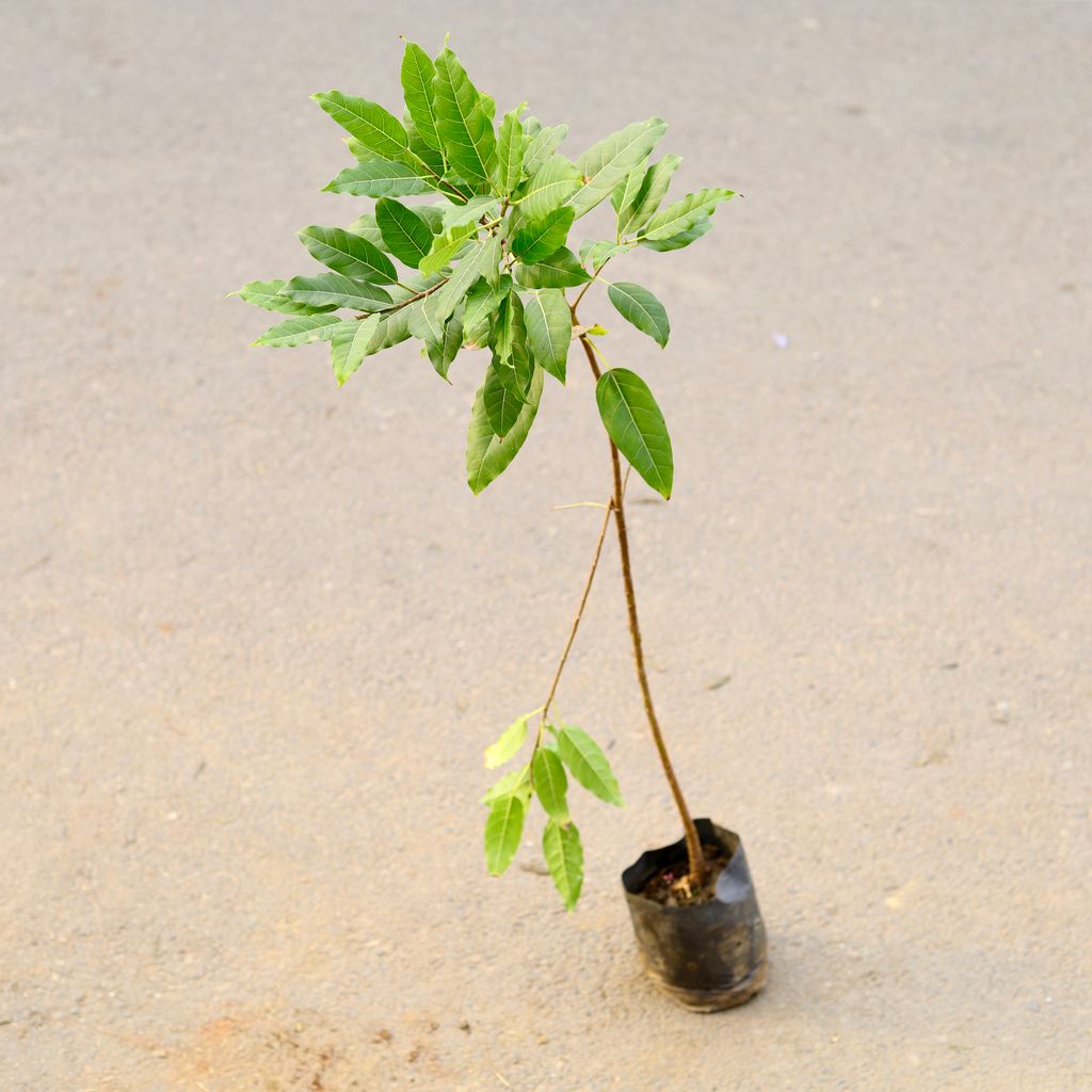 Ficus virens / Pilkhan in 8 Inch Nursery Bag