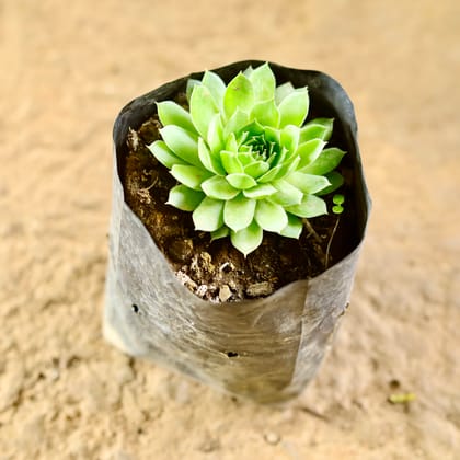 Buy Lakshmi Kamal Succulent in 4 Inch Nursery Bag Online | Urvann.com