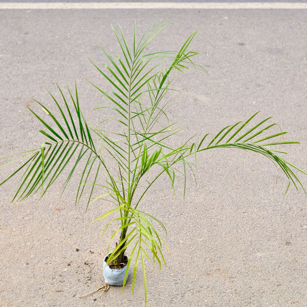 Phoenix Palm in 4 Inch Nursery Bag