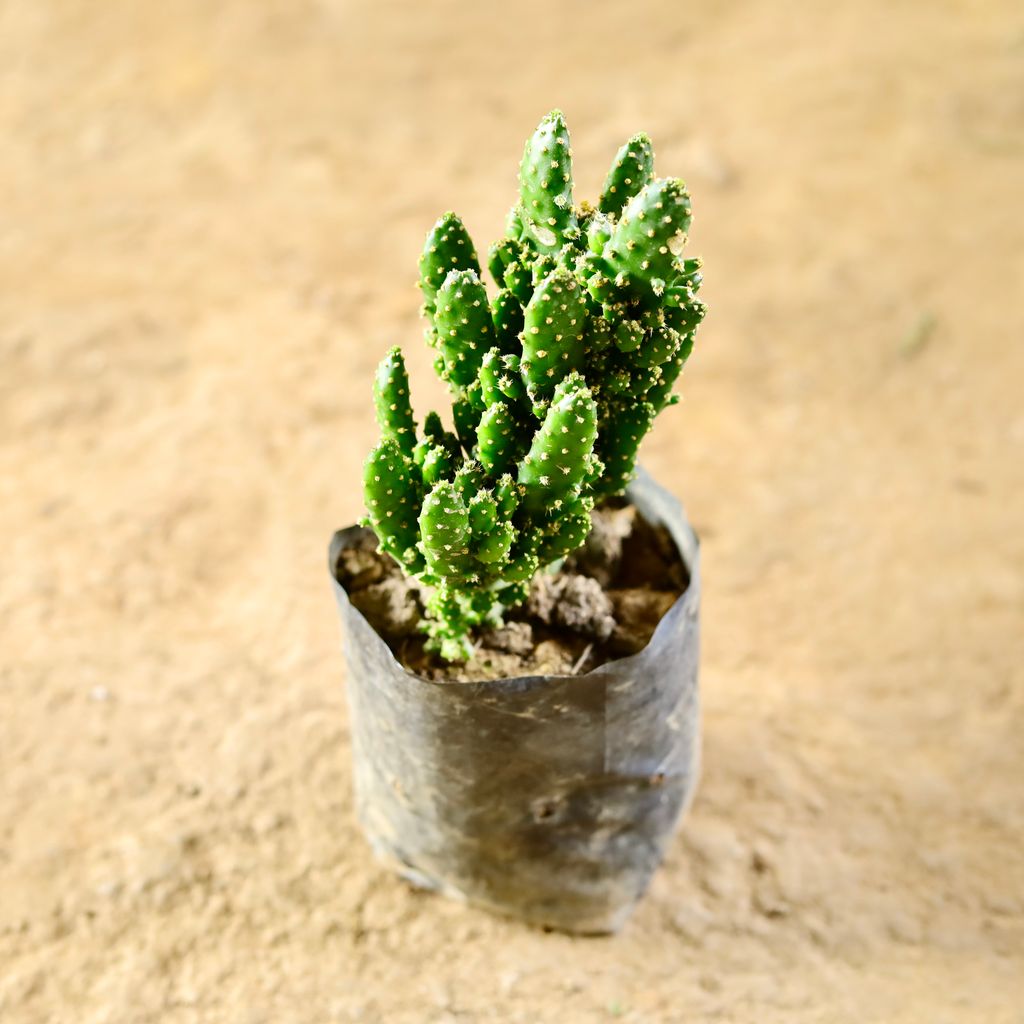 Prickly Pear Cactus in 4 Inch Nursery Bag