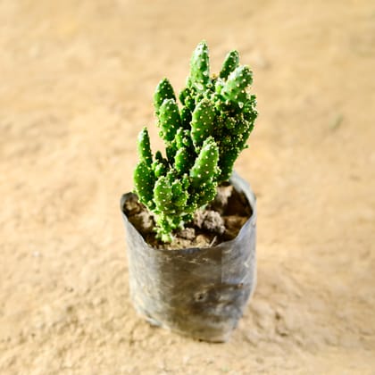 Buy Prickly Pear Cactus in 4 Inch Nursery Bag Online | Urvann.com