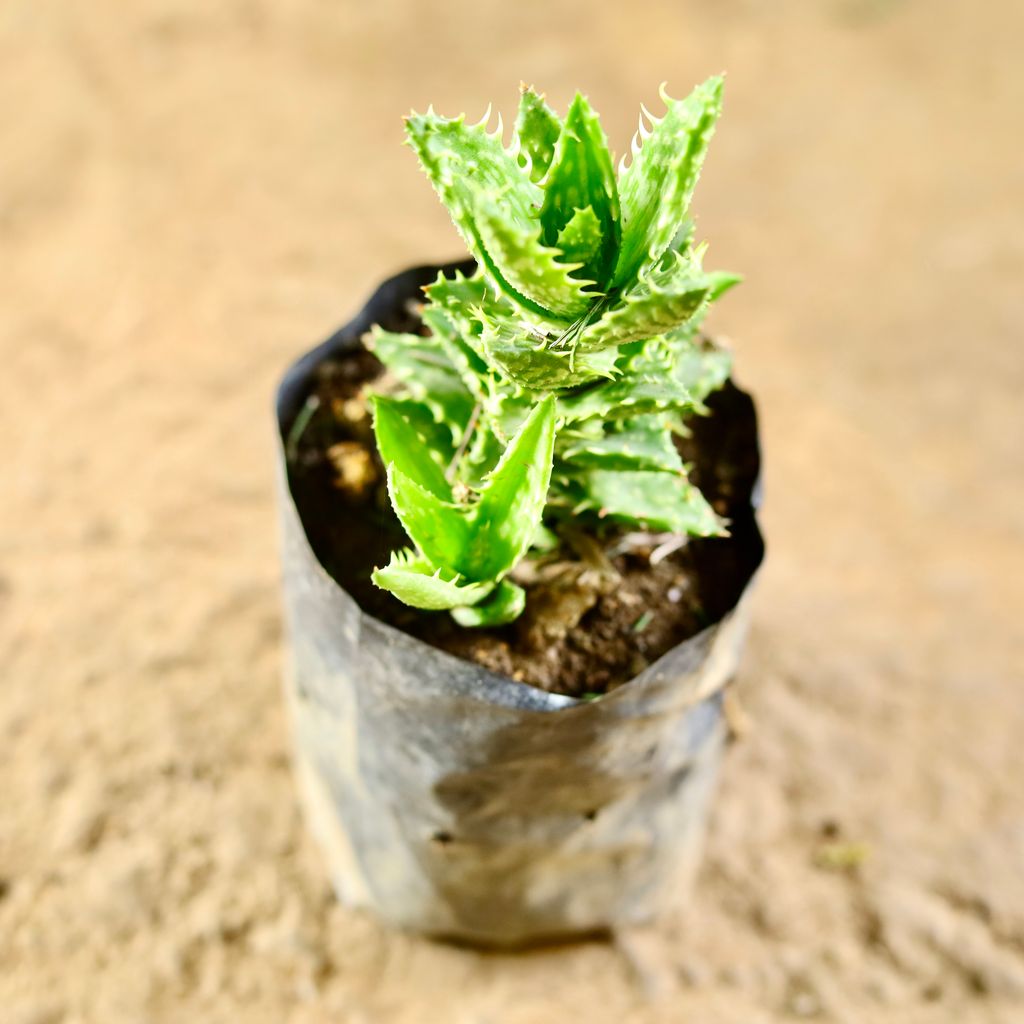 Tiger Tooth Aloe in 4 Inch Nursery Bag