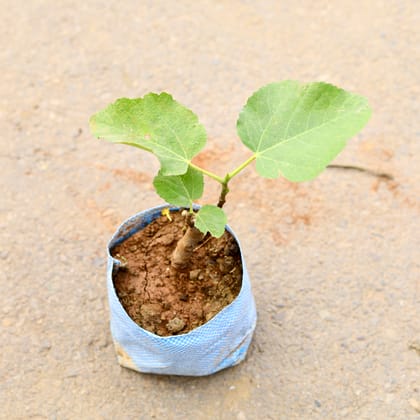 Buy Anjeer / Fig in 6 Inch Nursery Bag Online | Urvann.com