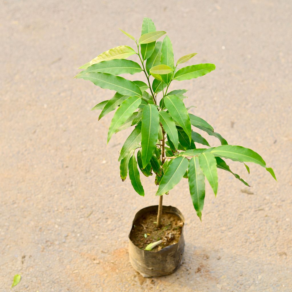 Ashok Pendula in 8 Inch Nursery Bag