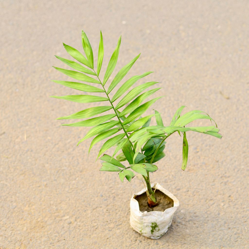 Chamaedorea Palm in 5 Inch Nursery Bag