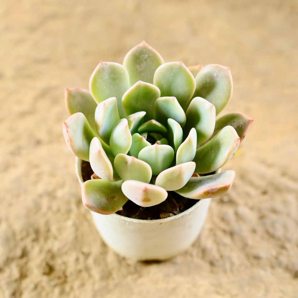 Echeveria Blue Swallow Succulent in 3 Inch Nursery Pot