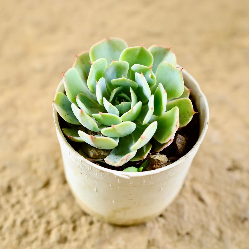 Echeveria Glauca Succulent in 3 Inch Nursery Pot