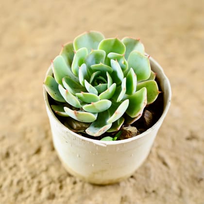 Buy Echeveria Glauca Succulent in 3 Inch Nursery Pot Online | Urvann.com