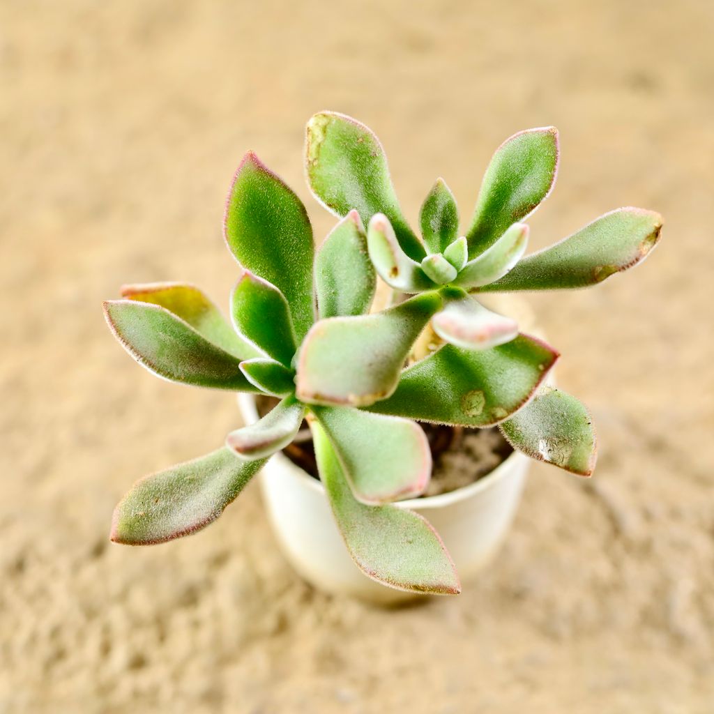 Echeveria Succulent in 3 Inch Nursery Pot