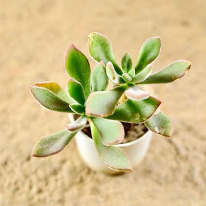 Buy Echeveria Succulent in 3 Inch Nursery Pot Online | Urvann.com