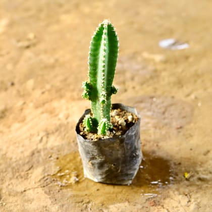 Buy Fairy Castle Cactus in 4 Inch Nursery Bag Online | Urvann.com