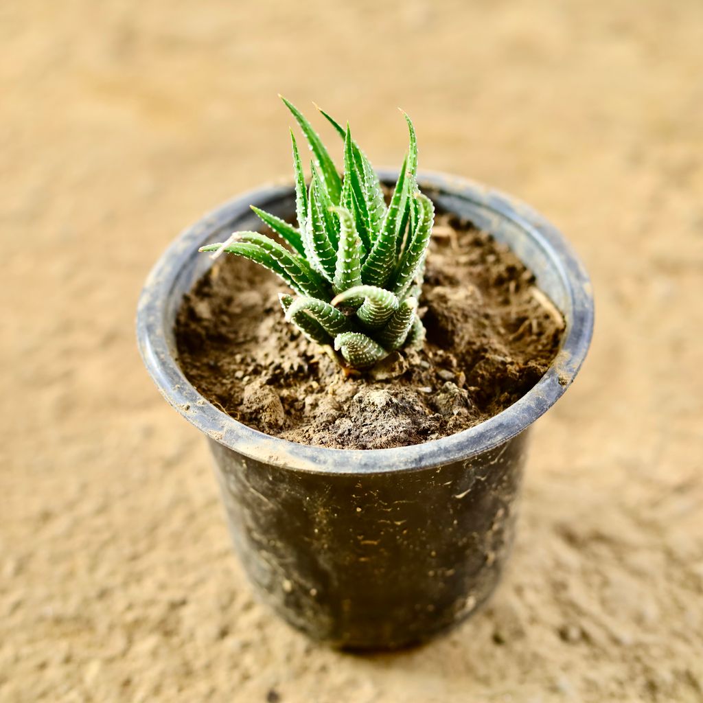 Haworthia Zebrina Succulent in 4 Inch Nursery Pot