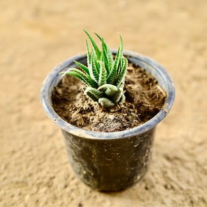 Buy Haworthia Zebrina Succulent in 4 Inch Nursery Pot Online | Urvann.com