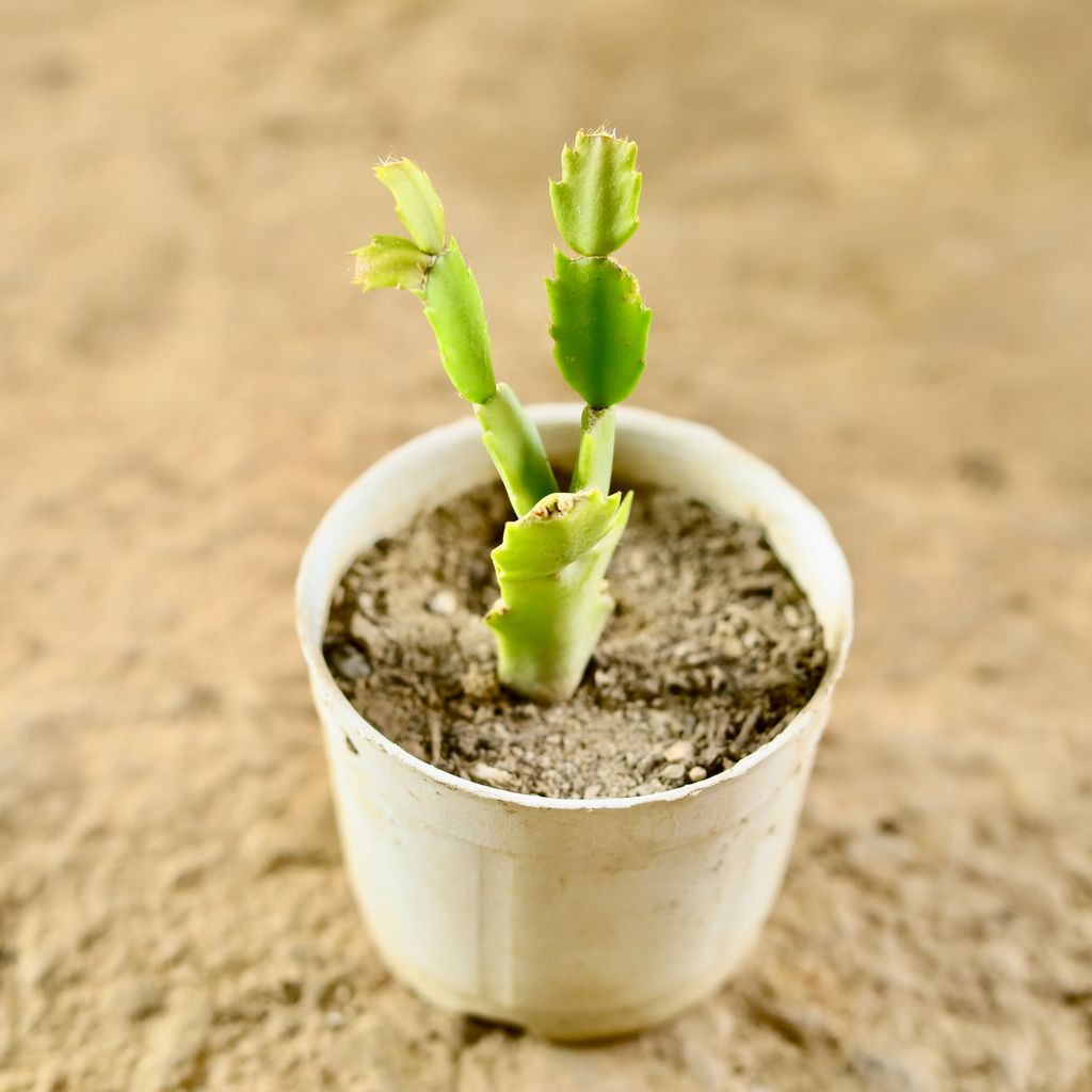 Crab Cactus / Schlumbergera in 3 Inch Nursery Pot