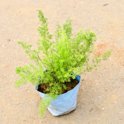 Buy Asparagus Mary in 6 Inch Nursery Bag Online | Urvann.com