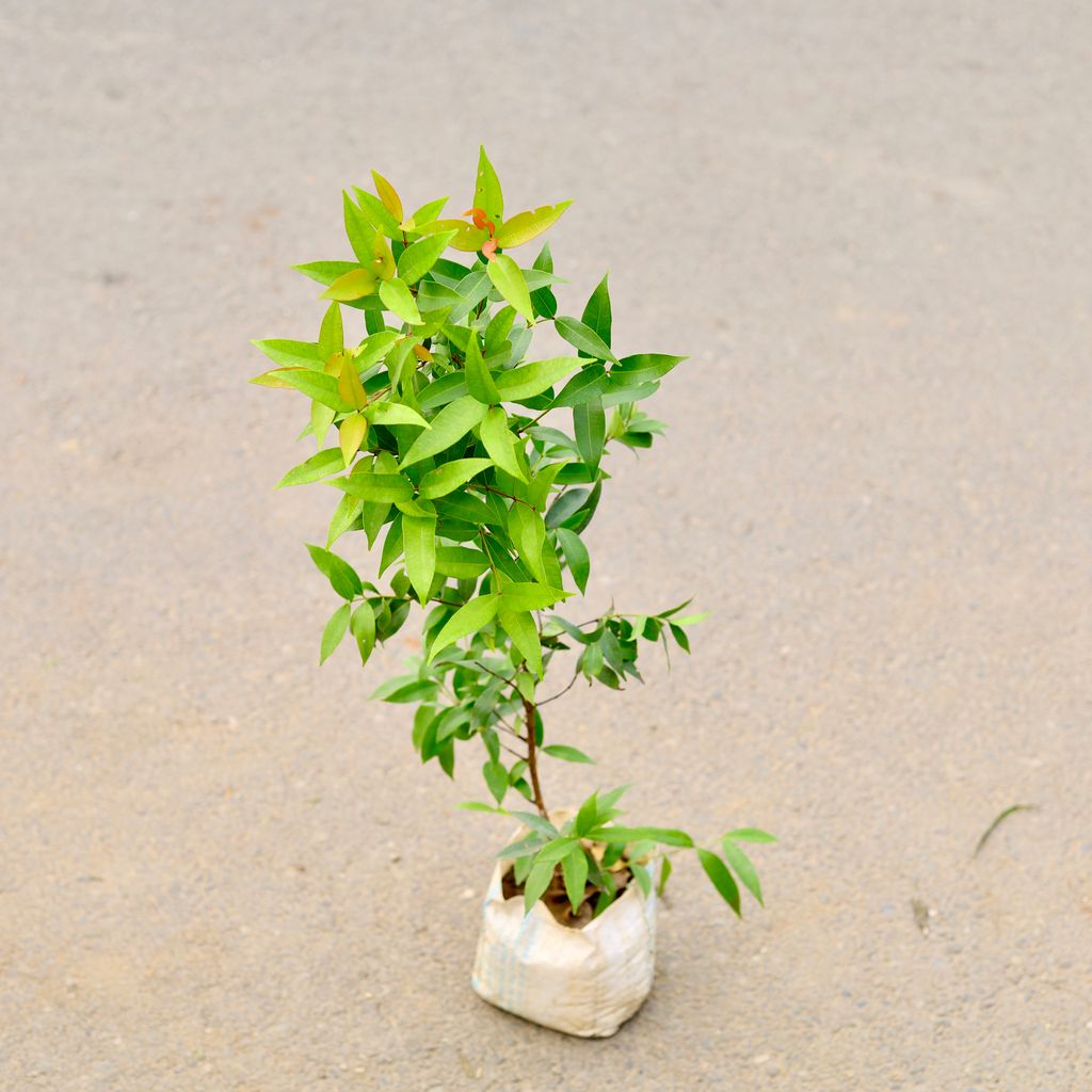 Ficus Christina in 6 Inch Nursery Bag