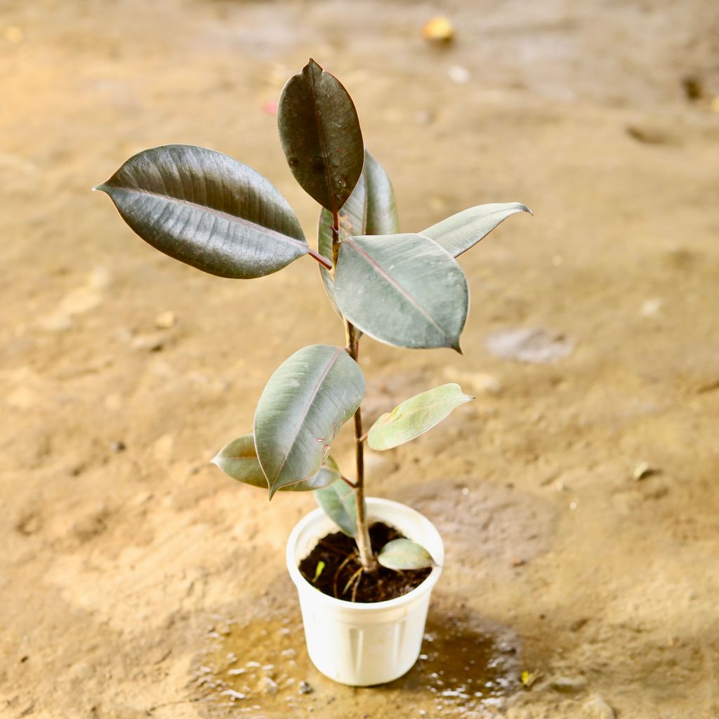 Rubber Black in 4 Inch Nursery Pot