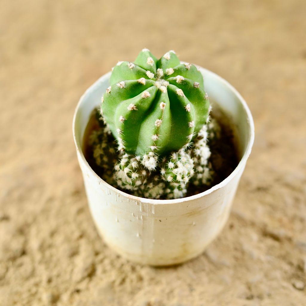 Easter Lily Cactus  in 3 Inch Nursery Pot