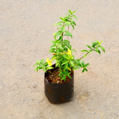 Buy Allamanda Dwarf in 8 Inch Nursery Bag Online | Urvann.com