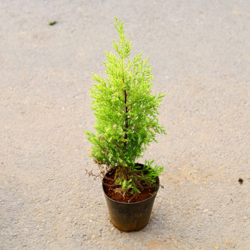 Cypress in 6 Inch Nursery Pot