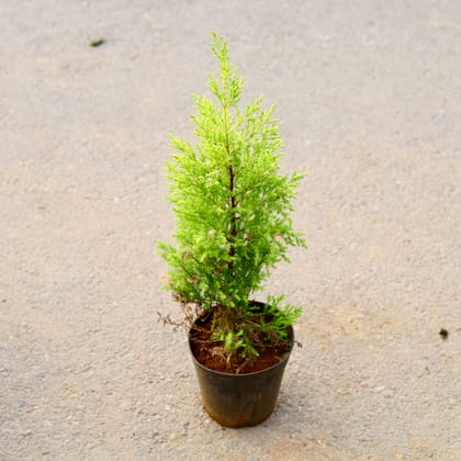 Buy Cypress in 6 Inch Nursery Pot Online | Urvann.com