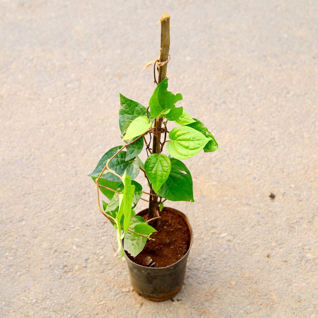 Paan / Betal Leaf in 6 Inch Nursery Pot