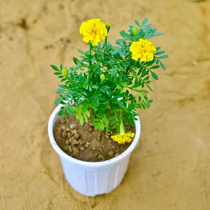 Buy Marigold in 6 Inch Nursery Pot Online | Urvann.com