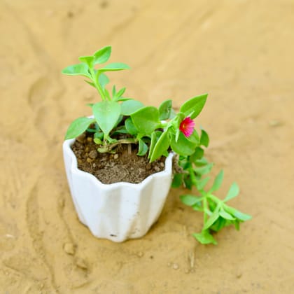 Buy Baby sun rose (any colour) in 4 Inch Vibrant White Ripple Designer Ceramic Pot Online | Urvann.com