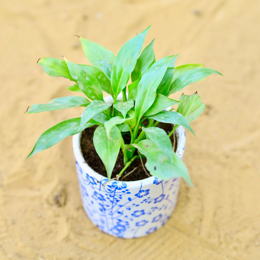 Peace Lily in 4 Inch White Handcrafted Blue Floral Designer Cylindrical Ceramic Pot