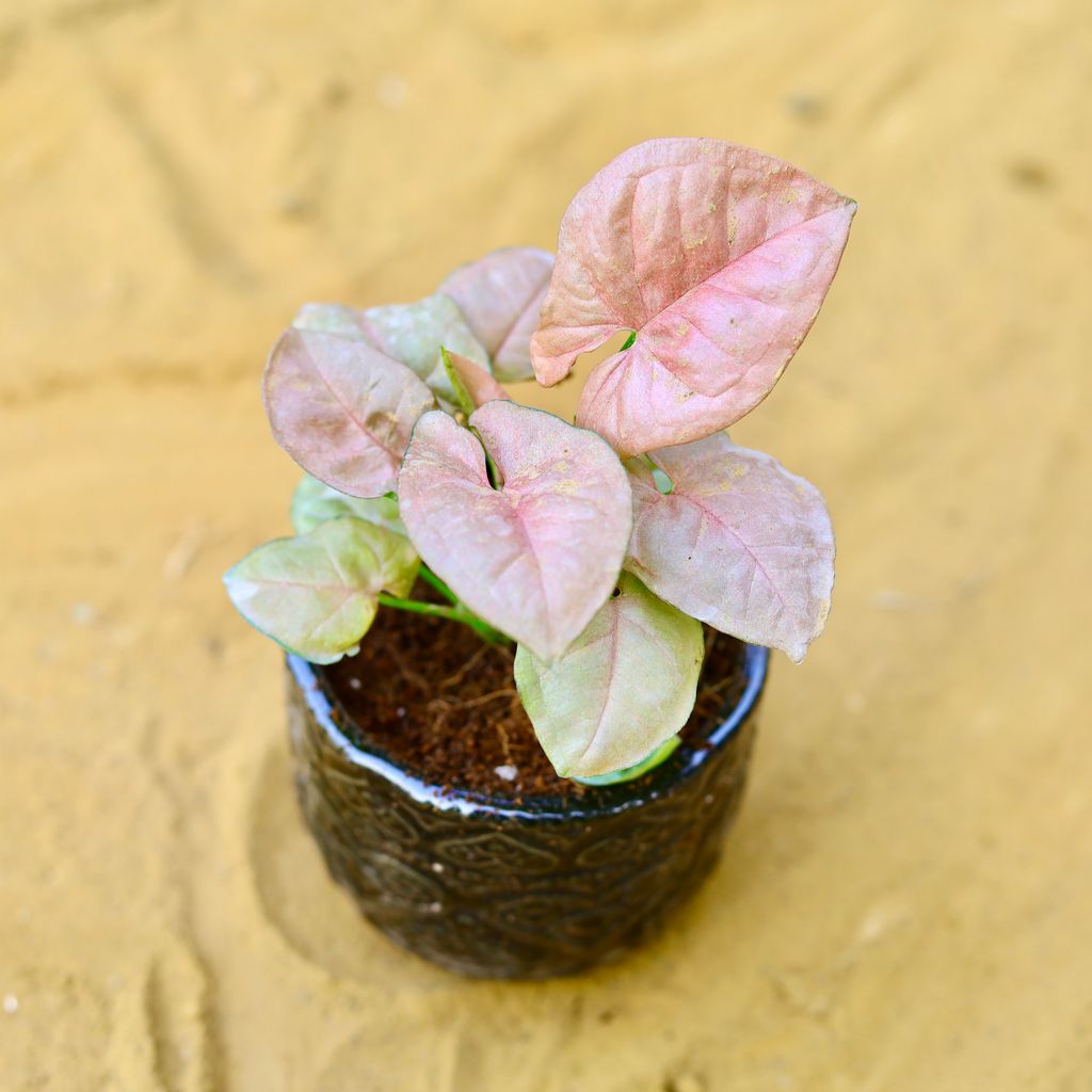 Syngonium Pink in 3.5 Inch Black 3D Heart Handcrafted Textured Ceramic Pot